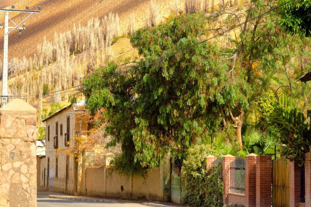 Pisco Elqui