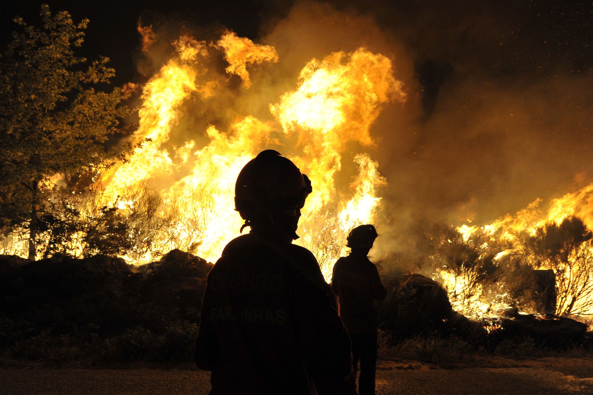 Incendios forestales en Chile: existen 82 siniestros en combate y se espera ayuda internacional