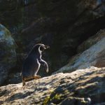 Reserva Nacional Pingüino de Humboldt