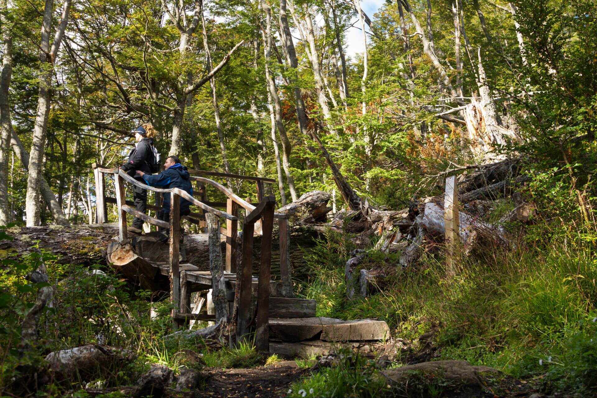 Parque Etnobotánico Omora: el fascinante destino del fin del mundo en Chile