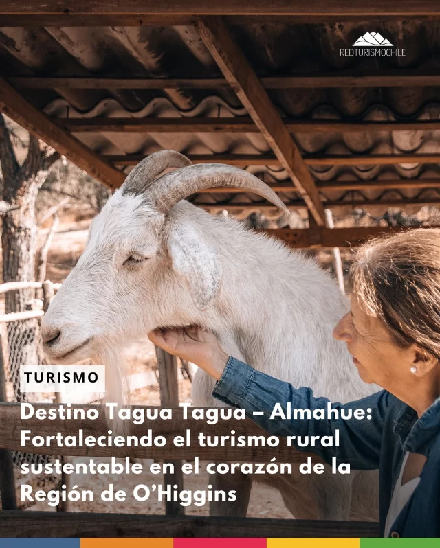 🌾Destino Tagua Tagua – Almahue:
Fortaleciendo el turismo rural sustentable en el corazón de la región de O’Higgins
 
 
☀️A una hora y media al sur de Santiago, existe toda una oferta turística por descubrir y si estas interesado en vivir de experiencias de turismo rural Malloa, San Vicente de Tagua Tagua y Pichidegua tienen diferente actividades por ofrecer y es que por estos días, sus agrupaciones de turismo, municipios en conjunto con el @ipt_ucentral  de la Universidad Central ( @ucentral.cl ) trabajan en un proyecto innovador que busca mostrar todo lo que el Destino Tagua Tagua – Almahue tiene.
 
🐝Se trata del proyecto Fortalecimiento del Turismo Rural Sustentable Destino Tagua Tagua – Almahue que busca continuar fomentando el turismo rural sustentable mediante acciones de visibilización de la oferta turística existente a través de tres espacios para la interpretación y la difusión del patrimonio rural local, también llamados Centros de Interpretación Turística, que permitirán generar mayores flujos en las visitas al destino y también entre las distintas comunas que comprende este territorio.  El proyecto es financiado por Fondo de Innovación para la Competitividad del Gobierno Regional (@goreohiggins ) y su Consejo Regional, cuenta con el apoyo de las municipalidades de Malloa, San Vicente y Pichidegua y además de las Asociación de Turismo de Cachapoal y la Agrupación de Turismo Rural Sustentable de Pichidegua.

Para mayor información visita: @turismoruralohiggins 

___
#redturismochile #turismoruralohiggins #regiondeohiggins #pichidegua #taguatagua #malloa #sanvicentedetaguatagua #taguataguaalmahue