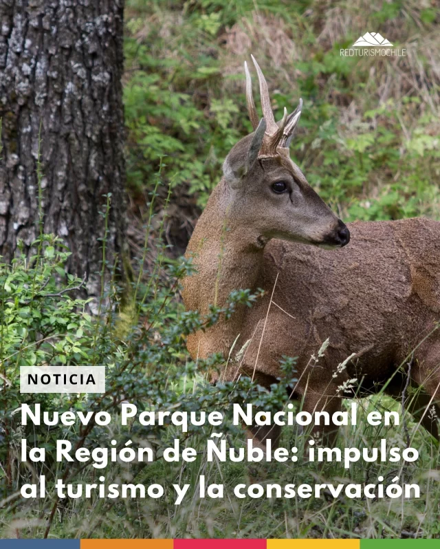 💚La Región de Ñuble tendrá su primer Parque Nacional! Una gran noticia para el turismo, la conservación y las comunidades

La Región de Ñuble está dando un paso histórico hacia la conservación y el desarrollo del turismo sustentable. El Ministerio de Agricultura de Chile, junto a CONAF, entregó el Informe Técnico Justificativo que permitirá transformar la actual Reserva Nacional Ñuble en el primer Parque Nacional de la región, con una superficie cercana a las 45.000 hectáreas.

📍 ¿Dónde estará ubicado?

Este futuro parque nacional se encontrará entre las comunas de Pinto y Antuco, a solo 73 kilómetros de Chillán, y abarcará territorios tanto de Ñuble como de la Región del Biobío.

Ya es un espacio con gran potencial turístico: más de 7.000 visitantes al año lo recorren atraídos por sus paisajes cordilleranos, biodiversidad y belleza natural.

🦌 Un santuario para el huemul

Uno de los focos de conservación de este parque será el huemul, especie nativa en peligro de extinción y emblema de nuestra fauna. Esta iniciativa busca establecer estándares más altos de protección ecológica, potenciar la investigación científica y fomentar el turismo sustentable.

🌎 Turismo, conservación y participación ciudadana

Este nuevo Parque Nacional no solo será un hito para la biodiversidad, sino también una oportunidad para posicionar a Ñuble como un destino de naturaleza y conservación, fortaleciendo el ecoturismo, las experiencias locales y el desarrollo sostenible de las comunidades.

✅ ¿Por qué es tan relevante?

📌Es el primer parque nacional de la región de Ñuble.
📌Aumentará el valor turístico del territorio.
📌Protegerá una especie clave: el huemul.
📌Refuerza el compromiso con el desarrollo local y la participación ciudadana.
📌Fomentará nuevas experiencias de naturaleza para chilenos y visitantes internacionales.

👉 Sigue conectado con las noticias del sector turístico, iniciativas locales y proyectos con impacto en www.redturismochile.cl

___
#redturismochile #redturismo #regiondeñuble #parquenacionaldeñuble #turismoenñuble #turismo #parquesnacionales